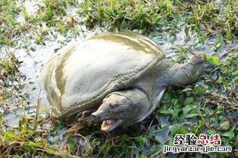 农村养什么致富,根据实际情况选择合适项目