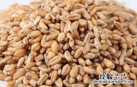 浮小麦的功效与作用及禁忌 浮小麦的功效与作用