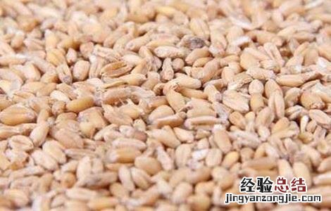 浮小麦的功效与作用及禁忌 浮小麦的功效与作用