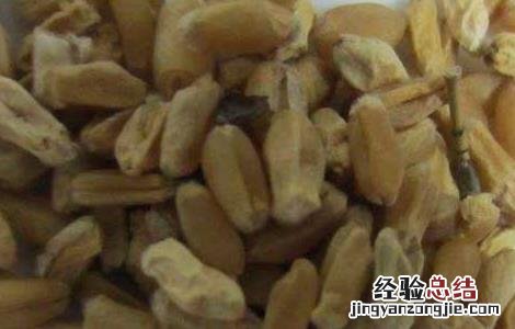 浮小麦的功效与作用及禁忌 浮小麦的功效与作用