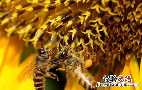 蜂毒的功效与作用图片 蜂毒的功效与作用