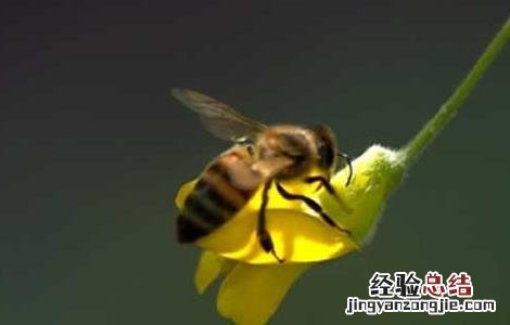 蜂毒的功效与作用图片 蜂毒的功效与作用