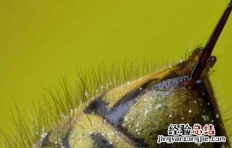 蜂毒的功效与作用图片 蜂毒的功效与作用