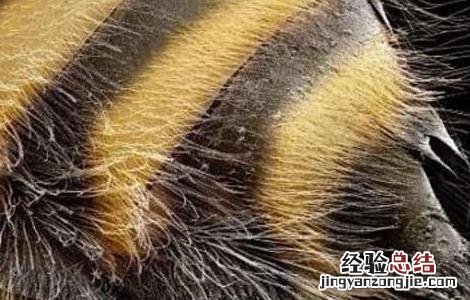 蜂毒的功效与作用图片 蜂毒的功效与作用
