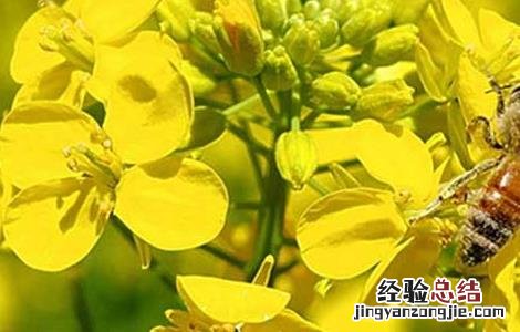 蜂毒的功效与作用图片 蜂毒的功效与作用