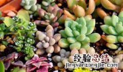 多肉怎么养得又肥又胖 多肉怎么养得又肥又胖视频