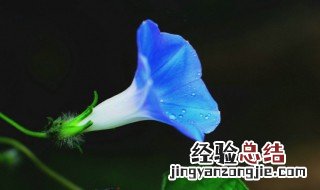 喇叭花 喇叭花的功效与作用