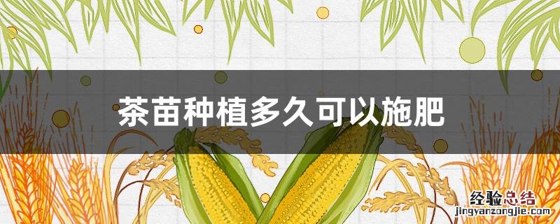 茶苗移栽后多久施肥 茶苗种植多久可以施肥