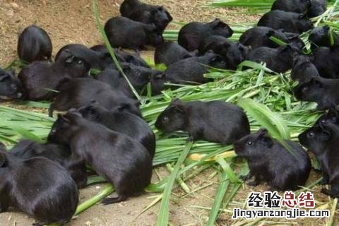 黑豚鼠养殖技术与利润 黑豚养殖前景，附成本及利润分析