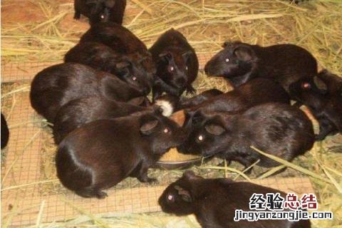 黑豚鼠养殖技术与利润 黑豚养殖前景，附成本及利润分析