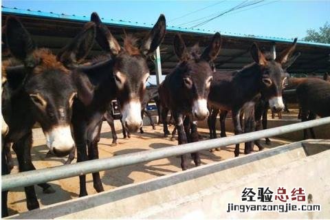 农村养什么好又好销,根据实际情况选择合适项目