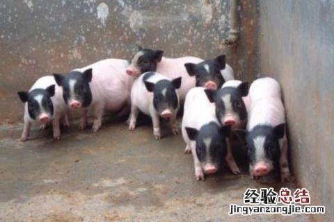 农村养什么好又好销,根据实际情况选择合适项目