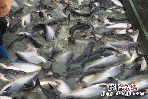 农村养什么好又好销,根据实际情况选择合适项目