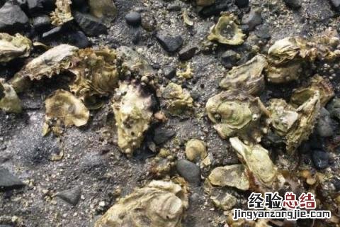 农村养什么好又好销,根据实际情况选择合适项目