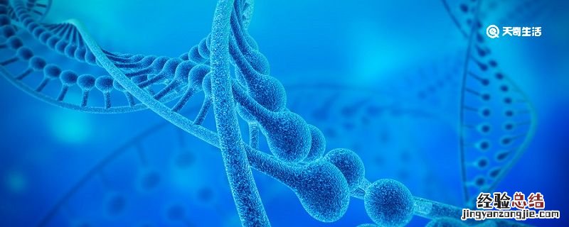 原核生物的染色体的主要成分是什么 染色体的主要成分是什么