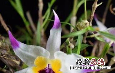 金钗石斛怎么种植 家养 金钗石斛在家怎么养
