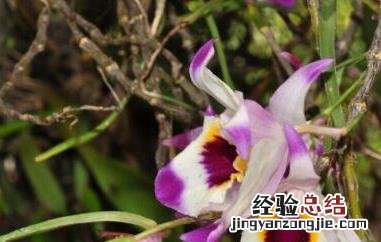 金钗石斛怎么种植 家养 金钗石斛在家怎么养