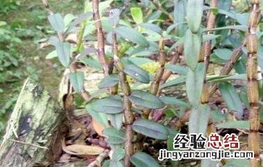 女性吃石斛的好处 女人吃石斛的好处与害处