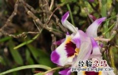 串珠石斛的功效与作用及禁忌 串珠石斛的功效与作用