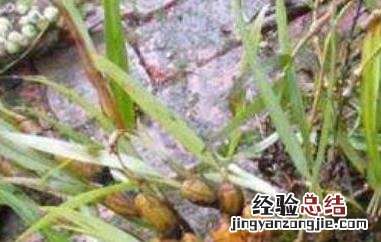 串珠石斛的功效与作用及禁忌 串珠石斛的功效与作用