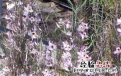 串珠石斛的养殖方法 串珠石斛怎么养