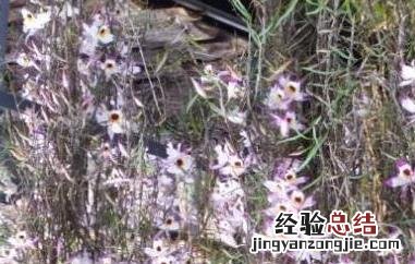 串珠石斛的养殖方法 串珠石斛怎么养