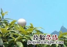 三角梅的扦插方法图解 三角梅的扦插方法图