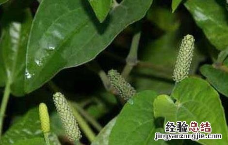 荜茇的功效与作用 荜茇的功效与作用及禁忌香草