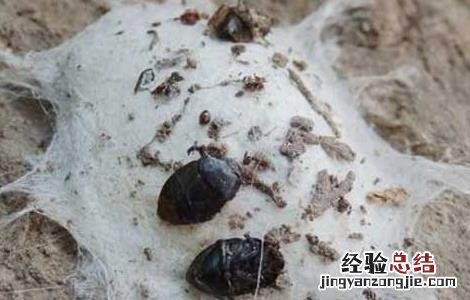 壁钱的功效与作用和禁忌 壁钱的功效与作用