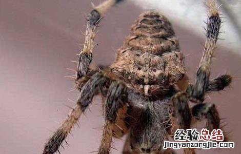 壁钱的功效与作用和禁忌 壁钱的功效与作用