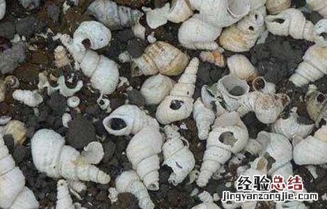 白螺蛳壳的功效与作用 白螺蛳壳的药用价值