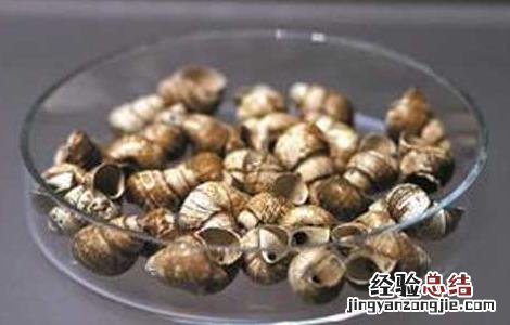 白螺蛳壳的功效与作用 白螺蛳壳的药用价值
