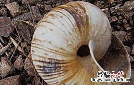 白螺蛳壳的功效与作用 白螺蛳壳的药用价值