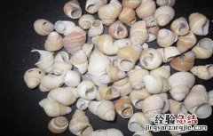 白螺蛳壳的功效与作用 白螺蛳壳的药用价值