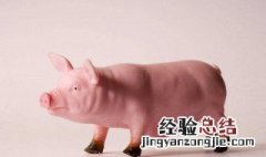 猪是怎么生成的 猪是怎么生产出来的