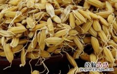 稻芽的功效与作用主要治什么病 稻芽的功效与作用