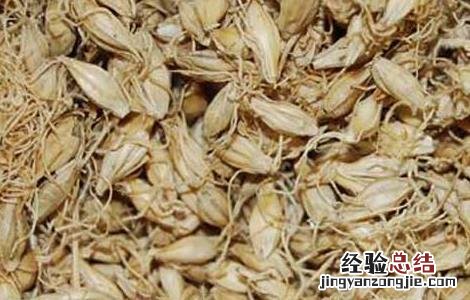 稻芽的功效与作用主要治什么病 稻芽的功效与作用