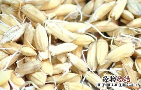 稻芽的功效与作用主要治什么病 稻芽的功效与作用