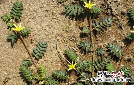 刺蒺藜的功效与作用 中药刺蒺藜的功效与作用