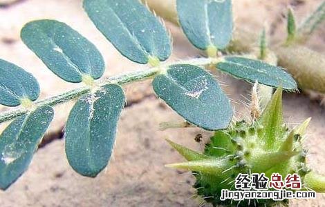 刺蒺藜的功效与作用 中药刺蒺藜的功效与作用