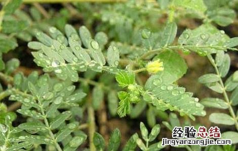 刺蒺藜的功效与作用 中药刺蒺藜的功效与作用