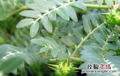 刺蒺藜的功效与作用 中药刺蒺藜的功效与作用