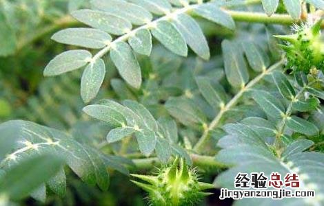 刺蒺藜的功效与作用 中药刺蒺藜的功效与作用