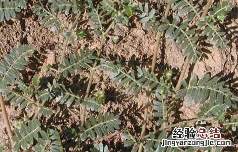 刺蒺藜的功效与作用 中药刺蒺藜的功效与作用