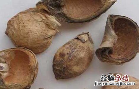大腹皮的功效与作用 大腹皮的功效与作用点用方法