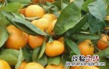 叶桔的营养价值和功效 叶桔的营养价值和功效与作用