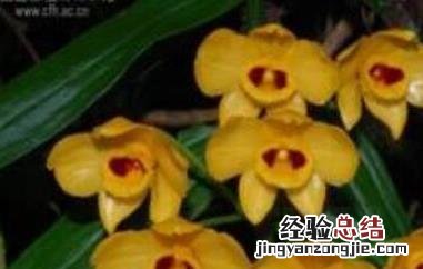 束花石斛能吃吗孕妇 束花石斛能吃吗