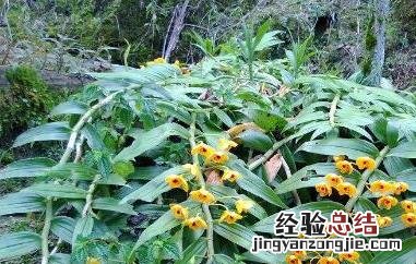 束花石斛能吃吗孕妇 束花石斛能吃吗