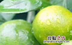 青皮桔子的功效与作用 青皮桔子的功效与作用及禁忌