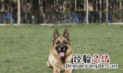 警犬赤龙在狗肉馆是第几集 电视剧简介内容